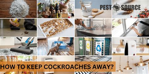 paminta ayaw ng daga wikipedia|How To Keep Cockroaches And Ants Away From Your Home.